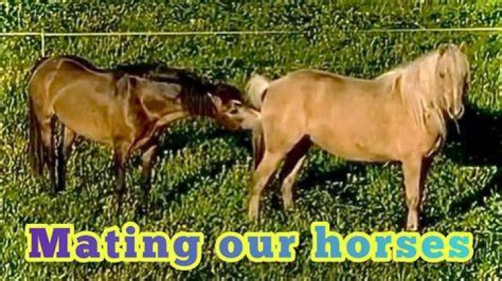Achieving Horses Mating Successful: A Guide for Horse Lovers