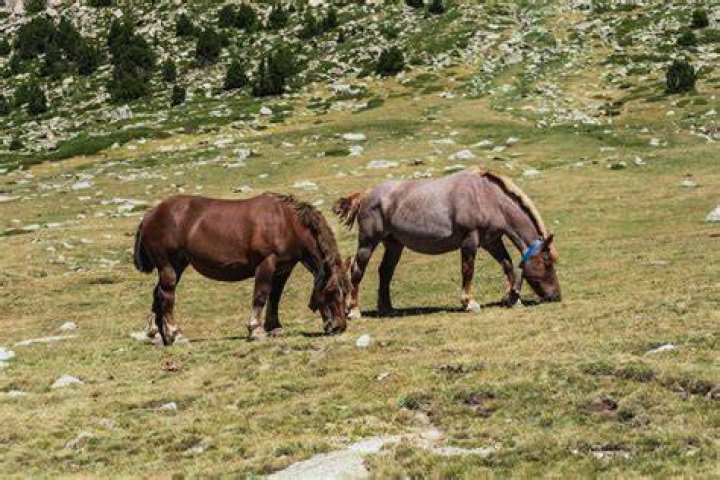 Achieving Horses Mating Successful: Insights for Every Owner and Enthusiast