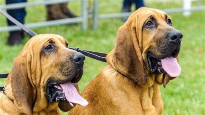 Bloodhound Q50 Height: Understanding These Noble Scent Hounds
