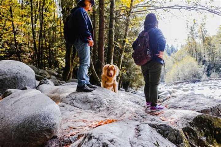 Can I Pet That Dog? The Friendly Guide to Safe Greetings