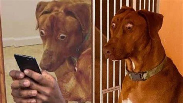 Can I Pet That Dog? Understanding the Viral Meme and Safe Interactions