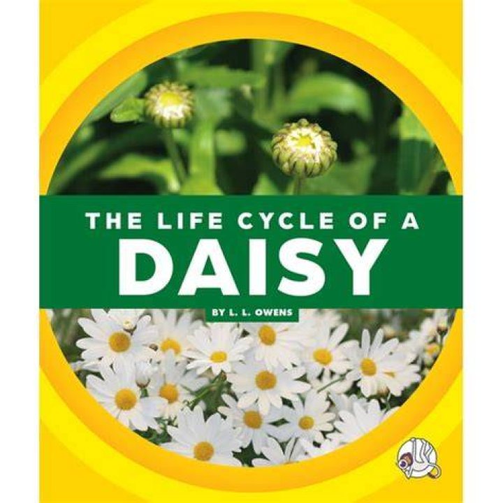 Daisy Destruction Video: Unraveling the Natural Cycles of Your Garden's Cheerful Blooms