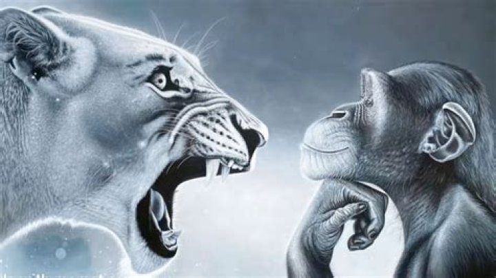Decoding the Monkey Lion Meme: Why This Image Captures Our Imagination