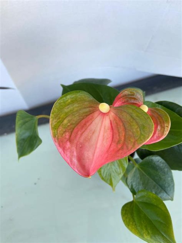 Discover the Allure of Emma Anthurium: A Comprehensive Guide