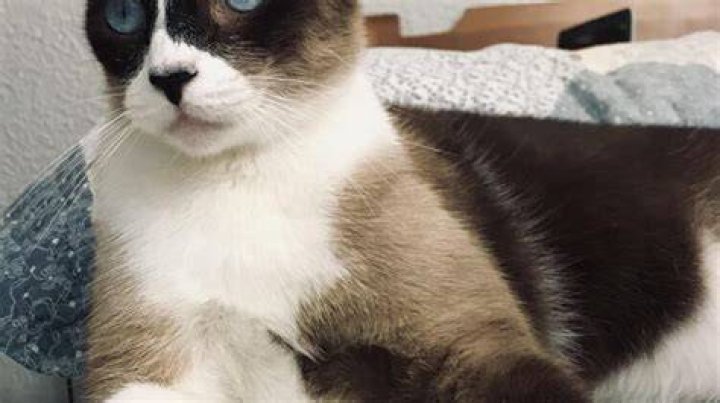 Discover the Charming Snowshoe Cat: A Guide to This Unique Feline Friend
