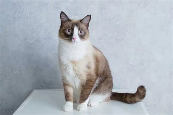 Discover the Charming Snowshoe Cat: Your Guide to This Unique Breed