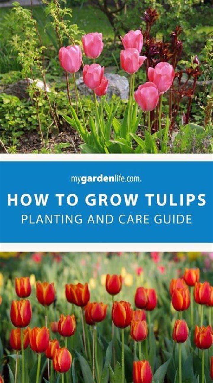 Discover the Wonderful World of Tulips: Planting, Care, and More