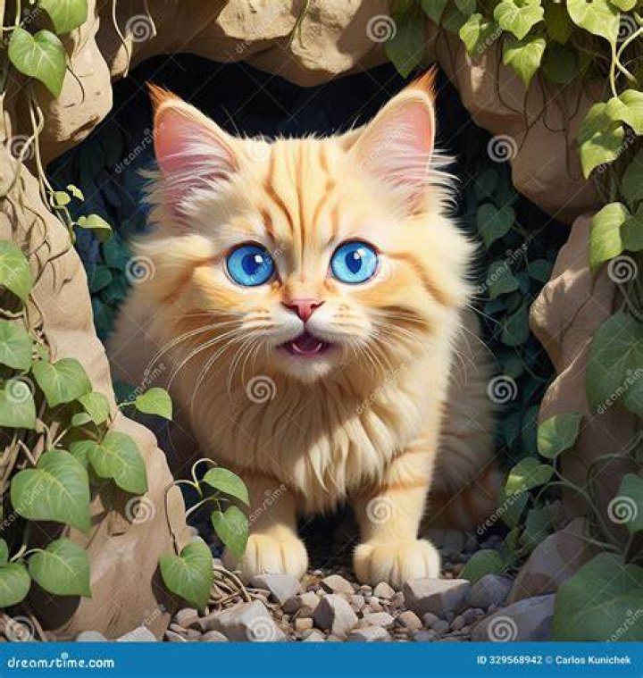 Discovering Aagmal.cat: What's the Buzz About This Online Place?