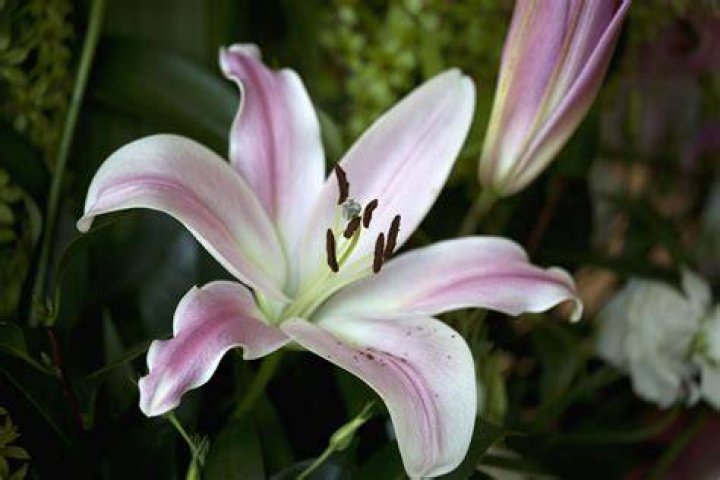 Discovering Lilly: A Look at a Legacy of Healing and Innovation