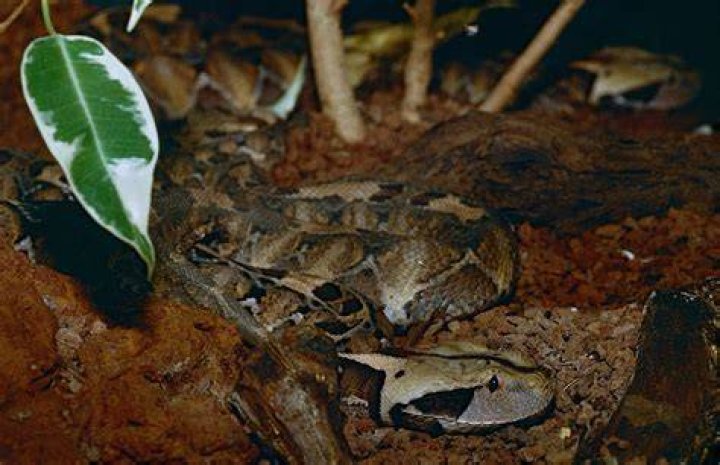 Discovering the Gaboon Viper: Africa's Camouflaged Giant