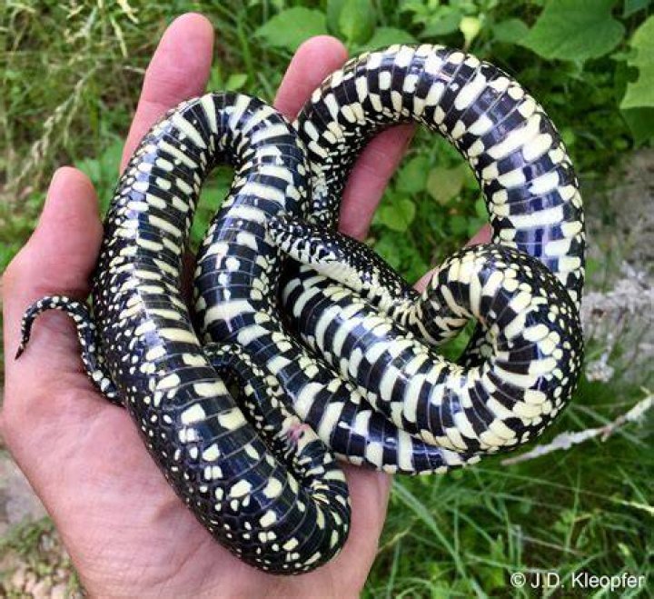 Discovering the King Snake: A Closer Look at These Amazing Reptiles