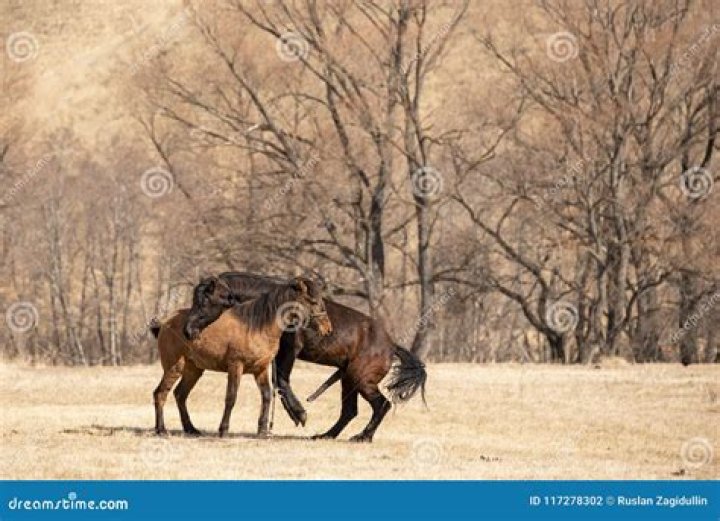 Discovering the Natural World of Mating Horse Behaviors