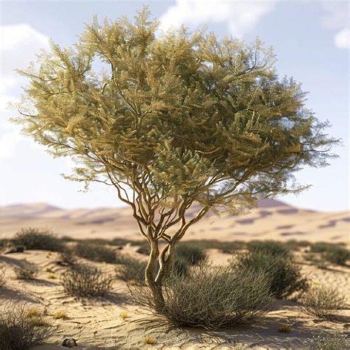 Discovering the Resilient Acacia Plant: What 'Acacia Kersey' Searches Might Reveal
