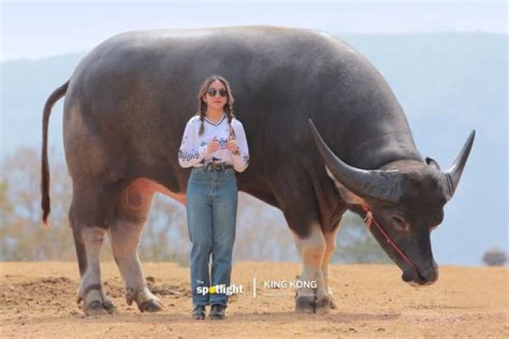 Discovering the Water Buffalo: A Gentle Giant's Story