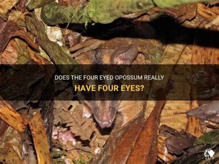 Does Melanie Have Four Eyes? Unpacking a Curious Question