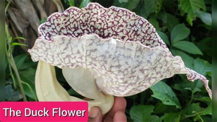 Duck Flower: Exploring the Potent Detoxifier and Its Health Benefits