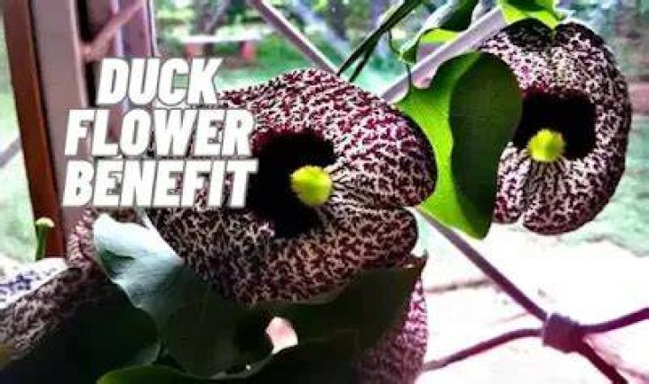 Exploring Duck Flower Benefits: A Look at This Traditional Plant