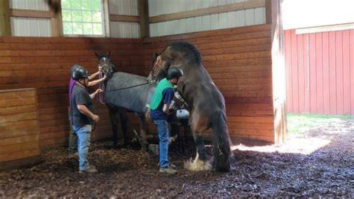 Exploring Horse. Mating: A Look at Equine Reproduction