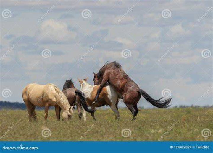 Exploring Mating Horses Naturally: The Instinctive Dance of Equine Reproduction