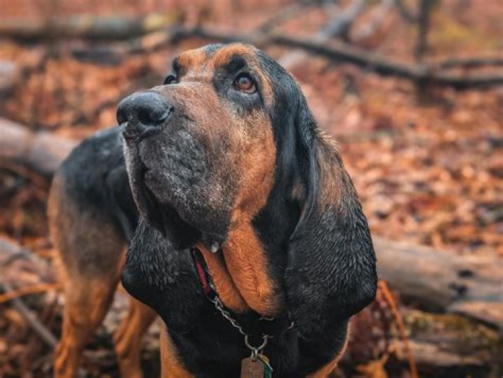 Exploring the Bloodhound Breed: What the Search for Bloodhound Lil Jeff Death Video Might Tell Us