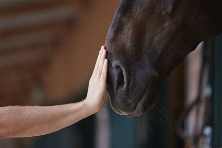 Exploring the Horse Miting: Our Enduring Connection with Equine Friends