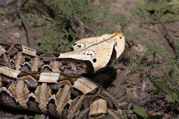 Gaboon Viper: Africa's Master of Camouflage and Venom