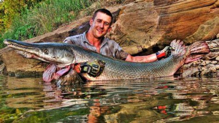 Gar Fish: Unraveling the Secrets of North America's Ancient Aquatic Giants