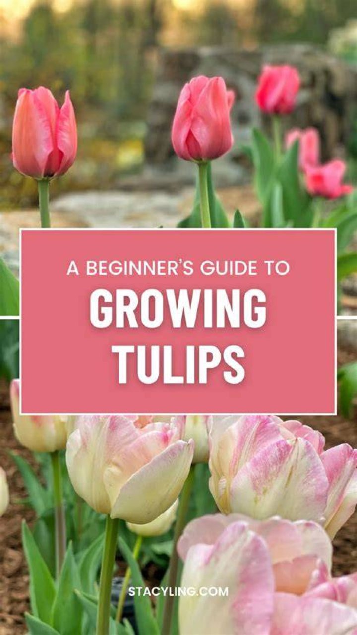 Growing the Perfect Tulip: A Guide to Spring's Brightest Star