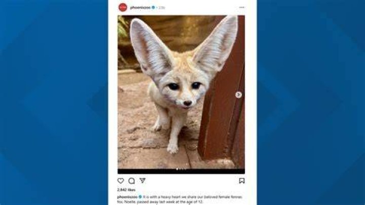 Harper the Fox Bio: Discover the Beloved Social Media Star and Author