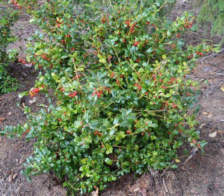 Holly: The Versatile Plant That Brings Life and Color to Every Season
