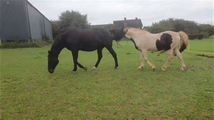 Horse Mating Naturally: A Look at Instinctive Pairings