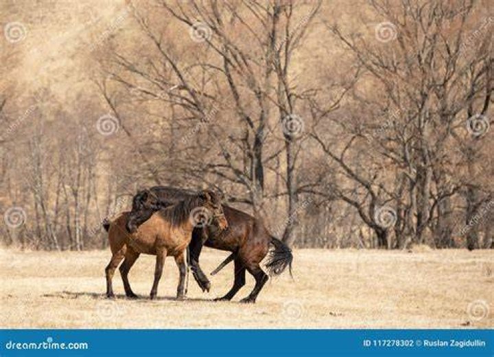 Horse Mating: Unraveling the Fascinating Process of Equine Reproduction