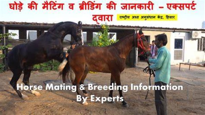 Horse Mating: Unveiling the Natural Process and Breeding Insights