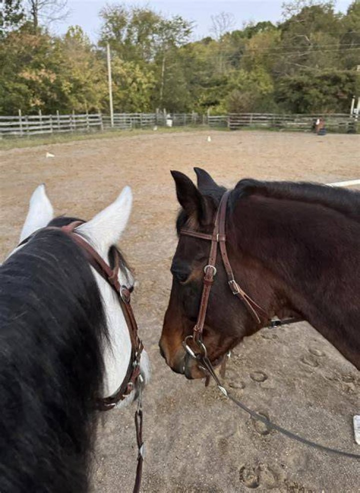 Horse Miting: A Gathering of Knowledge About Our Amazing Equine Friends
