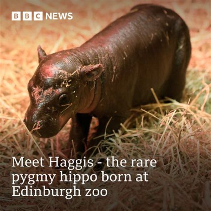 How Old is Haggis the Hippo? Uncovering the Age of Edinburgh Zoo's Pygmy Star