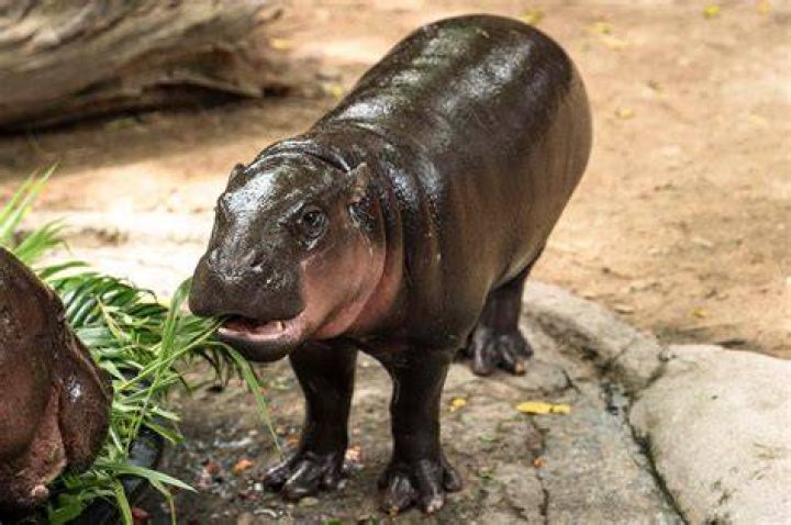 How Old Is Moo Deng in 2025? Uncovering the Viral Pygmy Hippo's Age and Story