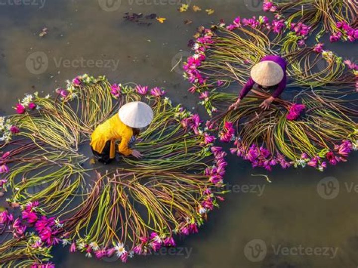 Is Lily from Vietnam? What We Know About This Popular Name's Roots