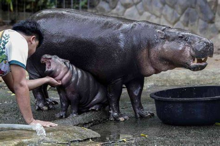 Is Moo Deng Male or Female? The Story of a Beloved Pygmy Hippo