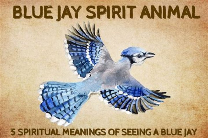 Jay Ma: Discovering the Spirit of Nature Through the World of Jays
