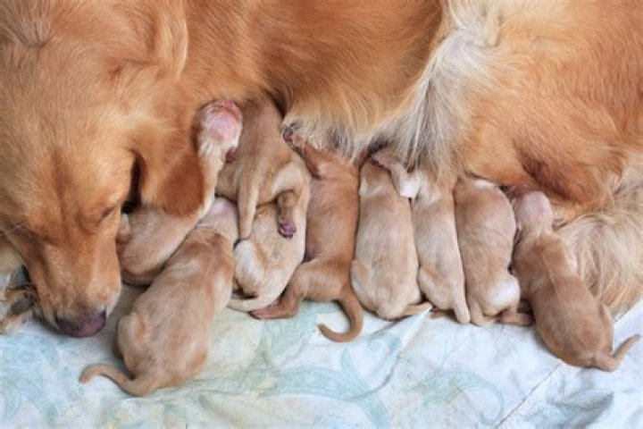 Karen Fisher: A Legacy of Excellence in Golden Retriever Breeding