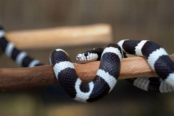 King Snake Care: A Friendly Guide for Happy Reptile Keepers