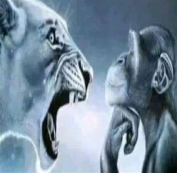 Lion Yelling at a Monkey: What Really Happens in the Wild?