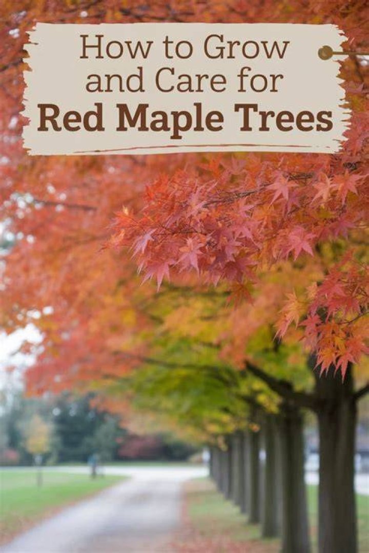 Maple Stars: Discover the Dazzling Beauty of Acer Trees