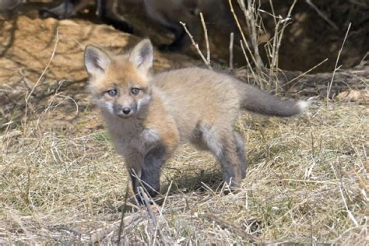 Observing a Fox with Two Babies: A Glimpse into Wild Family Life