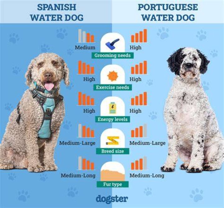 Quiero Água: Your Essential Guide to Asking for Water in Spanish (and a little Portuguese!)
