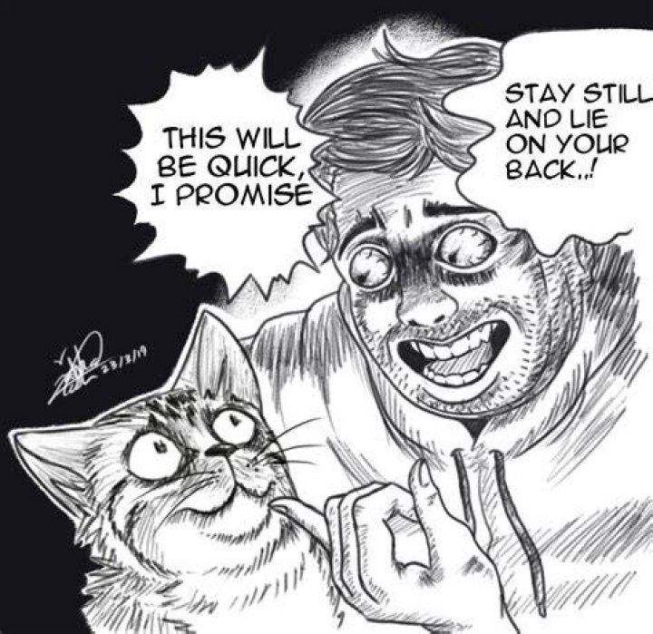 Shane Dawson Cat Allegations: Unpacking the Persistent Online Discussion