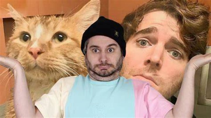 Shane Dawson Cat: The Beloved Feline Companions of a YouTube Star