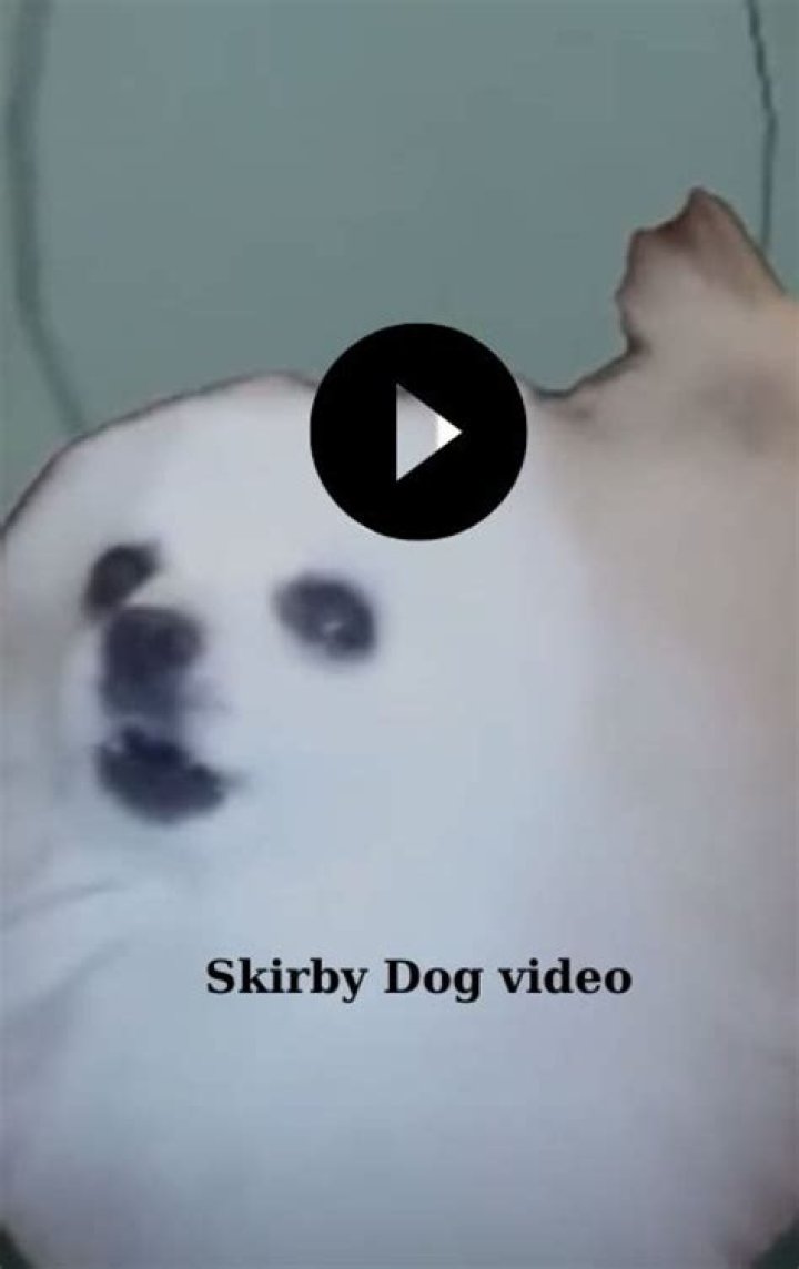 Skirby Dog Video: The Ultimate Guide to Understanding and Enjoying the Viral Sensation