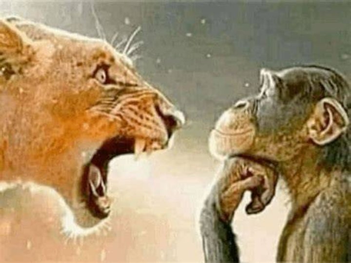 The **Angry Lion Monkey Meme**: Why It Roars So Loud in Our Minds