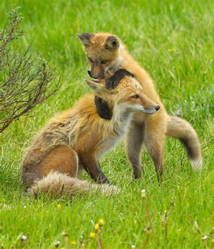 The Curious Case of Two Baby One Fox: Unraveling Nature's Surprises